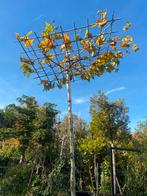 Dak plataan 340 cm stamhoogte dak  180x180 kan ook groter, In pot, Halfschaduw, Ophalen of Verzenden, Dakboom