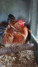 4 hanen > 3 wyandotte en 1 cockin kriel, Dieren en Toebehoren