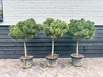 Pinus brepo, Tuin en Terras, Planten | Bomen, Ophalen, Halfschaduw, Overige soorten, 100 tot 250 cm