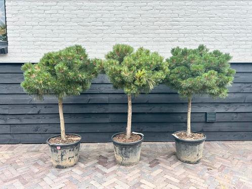 Pinus brepo, Tuin en Terras, Planten | Bomen, Overige soorten, 100 tot 250 cm, Halfschaduw, Zomer, Ophalen