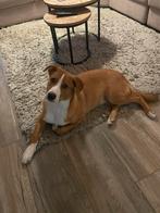 Sennenhond X Australian shepherd mix zoekt nieuwe baas spoed, 15 weken tot 1 jaar, Reu, Eén hond, Middel