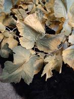 Druivenbladranken-herfst-GRATIS, Huis en Inrichting, Woonaccessoires | Kunstplanten en Kunstbloemen, Ophalen, Gebruikt
