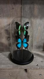 Stolp met twee opgezette vlinders (Blumei&Ulysses), Verzamelen, Dierenverzamelingen, Ophalen of Verzenden, Nieuw, Opgezet dier