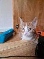 Kitten te koop Rood wit, Dieren en Toebehoren, Katten en Kittens | Overige Katten, Poes, Kortharig, 0 tot 2 jaar