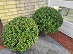 Ilex Crenata Convexa bolvormen, Tuin en Terras, Planten | Struiken en Hagen, Ophalen of Verzenden, Hulst, Struik, Minder dan 100 cm