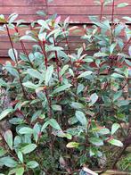GRATIS tuinplant, Tuin en Terras, Ophalen, Overige soorten, Struik, Minder dan 100 cm