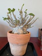 Adenium arabicum, Ophalen of Verzenden, Halfschaduw, Minder dan 100 cm