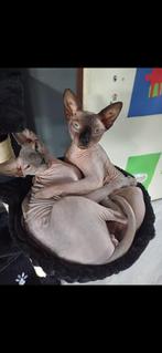 2 sphynx katers, Dieren en Toebehoren, Kater, Gechipt, 3 tot 5 jaar