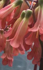 Kalanchoe Lloret bio kamerplanten met prachtige bloesem, Overige soorten, Ophalen of Verzenden, In pot, Minder dan 100 cm