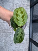 Maranta Plantje. NoID, Ophalen, Overige soorten, Halfschaduw, In pot