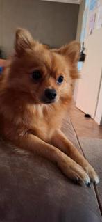 Pomeriaan vrouwtje, 2 jaar, Dieren en Toebehoren, Honden | Chihuahua's en Gezelschapshonden, Overige rassen, 1 tot 2 jaar, Teef