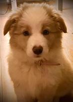 Oppas gezocht voor onze border puppie, CDV (hondenziekte), 8 tot 15 weken, Teef, Collie
