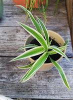 Graslelie Chlorophytum comosum, Ophalen, Overige soorten, Halfschaduw, In pot