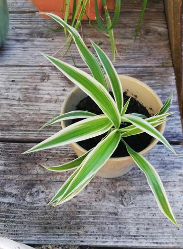 Graslelie Chlorophytum comosum  beschikbaar voor biedingen