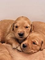 Golden retriever pups!, Golden retriever, Rabiës (hondsdolheid), 8 tot 15 weken, Meerdere