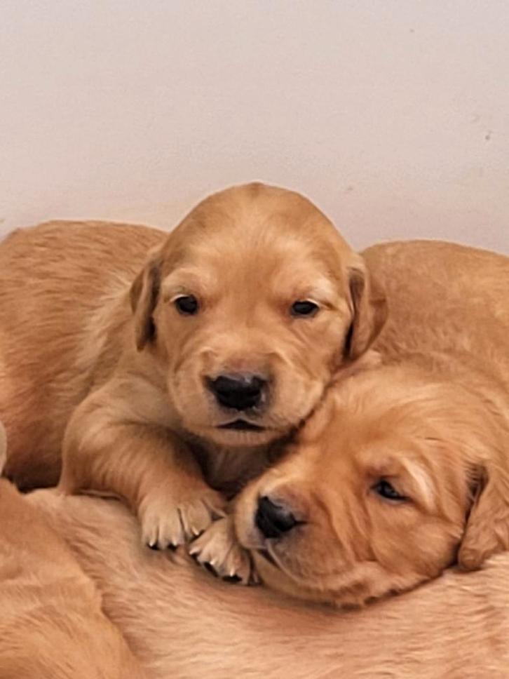 Golden retriever pups!, Dieren en Toebehoren, Honden | Retrievers, Spaniëls en Waterhonden, Meerdere dieren, Golden retriever