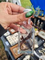Kleine reptielen op sterk water, taxidermie, Ophalen of Verzenden, Zo goed als nieuw, Opgezet dier