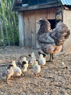 Jersey giant kuikens te koop., Dieren en Toebehoren, Pluimvee, Meerdere dieren, Kip
