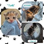 3 Kittens, Dieren en Toebehoren, Geslacht onbekend, Kortharig, 0 tot 2 jaar