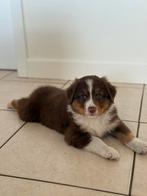 Raszuivere aussie- australian shepherd - asutralische herder, Dieren en Toebehoren, CDV (hondenziekte), 8 tot 15 weken, Meerdere
