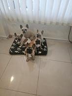 French bulldog / Franse bulldog, Dieren en Toebehoren, Reu, 8 tot 15 weken, Bulldog, Eén hond