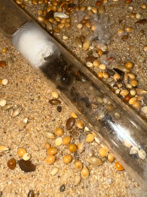 Messor barbarus mieren kolonie, Dieren en Toebehoren, Insecten en Spinnen