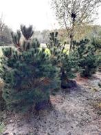 Pinus sylvestris kluit, Tuin en Terras, Volle zon, Ophalen, 100 tot 250 cm