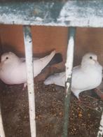 Koppel, Dieren en Toebehoren, Vogels | Duiven, Meerdere dieren