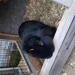 Te koop ram, Dieren en Toebehoren, Konijnen, Mannelijk, Dwerg
