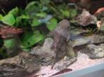 Borstelneus vis 4/5, Dieren en Toebehoren, Vissen | Aquariumvissen, Vis