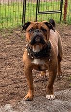 Continental Bulldog (GEZOND!!!!), Dieren en Toebehoren, Honden | Bulldogs, Pinschers en Molossers, Meerdere, Bulldog, 8 tot 15 weken