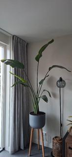 Stralitia plant, Tuin en Terras, Planten | Tuinplanten, Ophalen, Vaste plant, Overige soorten, Halfschaduw