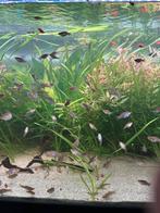 Poeciliavelifera Hoogvinkarper wild, Dieren en Toebehoren, Vissen | Aquariumvissen, Vis