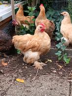Cochin kriel haantjes te koop, Dieren en Toebehoren, Pluimvee, Mannelijk, Kip