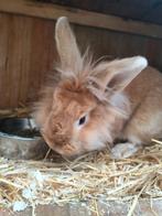 Bruin konijn voedster, Dieren en Toebehoren, Konijnen, Vrouwelijk, Middelgroot