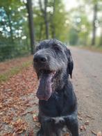 Dekreu aangeboden, 6 jaar of ouder, Rabiës (hondsdolheid), Reu, Eén hond