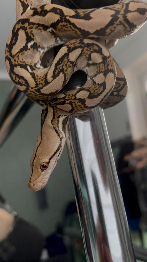 ️Info over Slangen