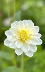 Dahlia 16 | 5 stuks, Tuin en Terras, Ophalen, Zomer, Overige soorten, Volle zon