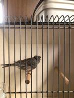 Kanaries, Dieren en Toebehoren, Vogels | Kanaries, Mannelijk, Zangkanarie