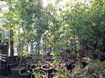 Ruwe berk betula pendula, Tuin en Terras, Planten | Bomen, Ophalen, Overige soorten