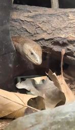 Pseudopus apodus, Dieren en Toebehoren, Slang, 0 tot 2 jaar