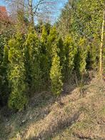 Thuja smaragd, Ophalen, Conifeer, 100 tot 250 cm