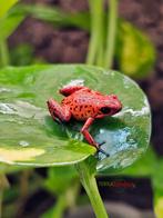 Oophaga pumilio Las tablas 1.1.1, Amfibie, 0 tot 2 jaar