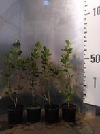 Zwarte appelbes – Aronia melanocarpa bessen voedselbos, Ophalen of Verzenden, Overige soorten, Struik, Minder dan 100 cm