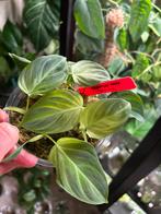 Philodendron splendid, plantje uit wetstick, Ophalen of Verzenden, Halfschaduw, Minder dan 100 cm