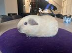 California creme choco beertje, Dieren en Toebehoren, Knaagdieren, Cavia, Mannelijk, Tam, September
