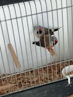 Enkele koppels spitsstaarten, Dieren en Toebehoren, Meerdere dieren, Tropenvogel