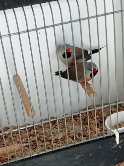 Enkele koppels spitsstaarten, Dieren en Toebehoren, Vogels | Overige Vogels, Tropenvogel, Meerdere dieren