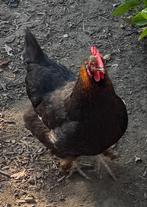 Hele Mooie Marans hen, Vrouwelijk, Kip