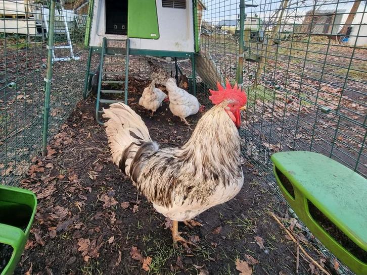Toom Silverudd splash: 3 hennen en 1 haan, Dieren en Toebehoren, Pluimvee, Kip, Meerdere dieren